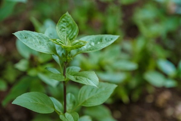 Was sind die Vorteile des ökologischen Bauens und nachhaltiger Materialien im Immobilienbereich?