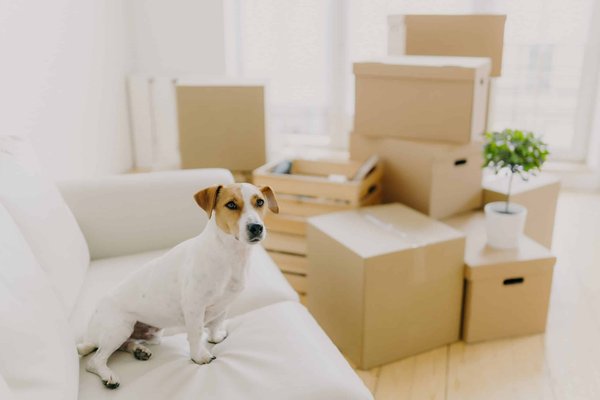 Welche Arten von Halsbändern sind am bequemsten für Katzen?